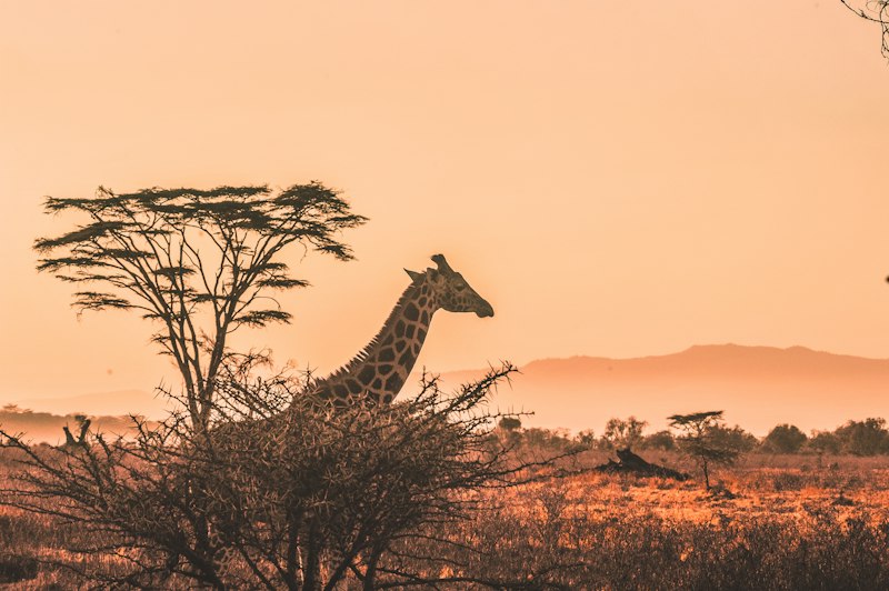 Paysage africain au coucher du soleil